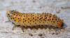 Arge ochropus
